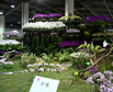 兆翔花卉牵头组织2015第三届厦门兰花精品展